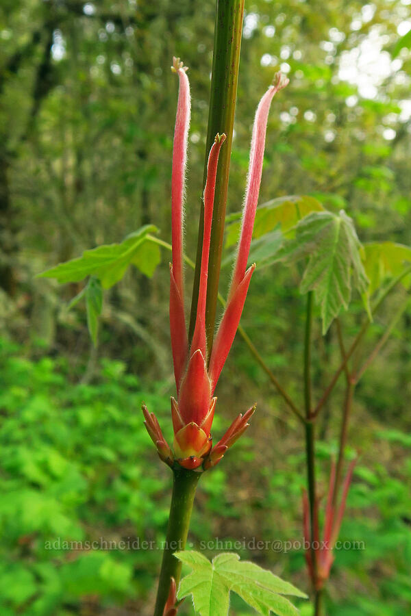 new maple growth (Acer macrophyllum) [Mount Pisgah, Lane County, Oregon]