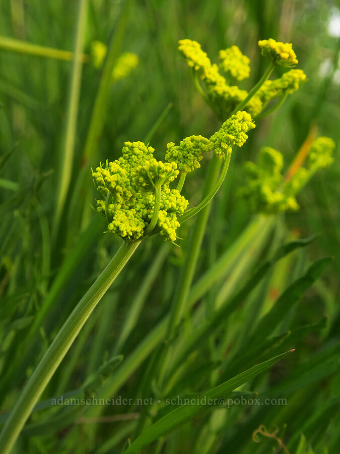 nine-leaf desert parsley (Lomatium triternatum) [Mount Pisgah, Lane County, Oregon]