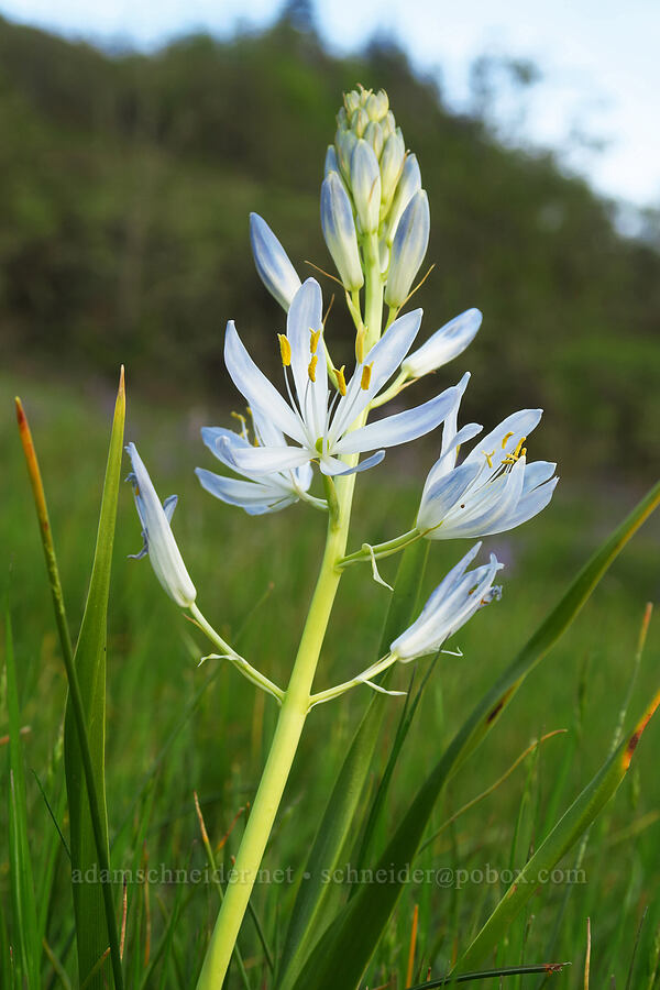 white Suksdorf's camas (Camassia leichtlinii ssp. suksdorfii) [Mount Pisgah, Lane County, Oregon]