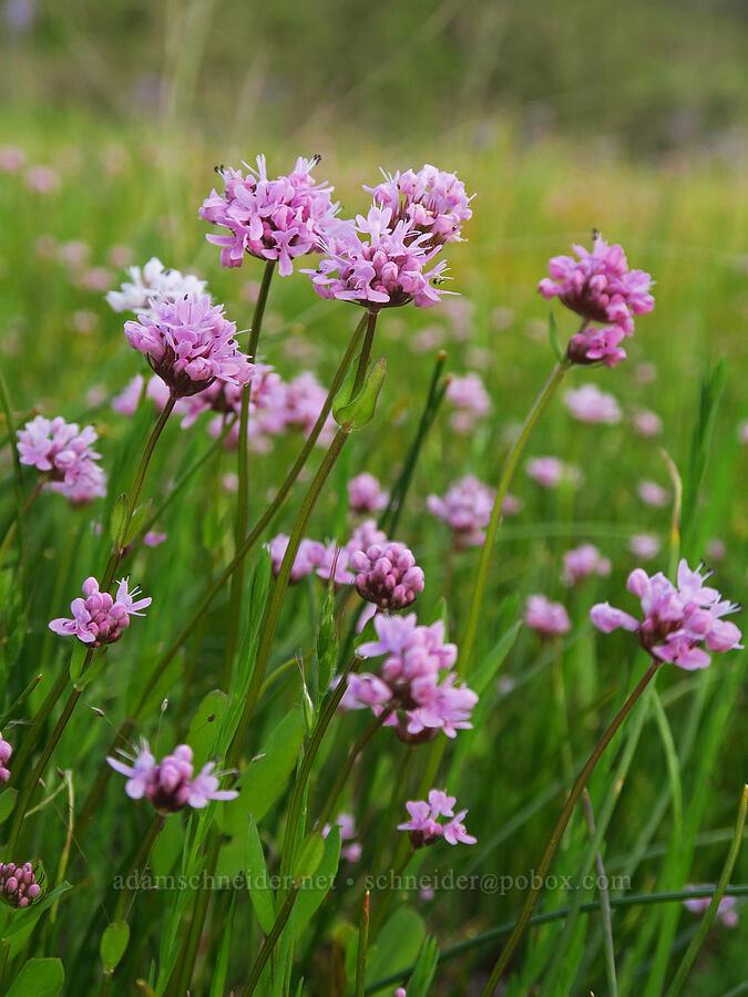 rosy plectritis (Plectritis congesta) [Mount Pisgah, Lane County, Oregon]