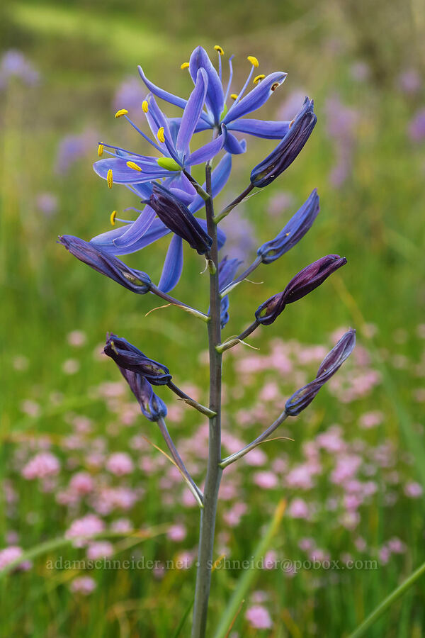 camas & rosy plectritis (Camassia leichtlinii ssp. suksdorfii, Plectritis congesta) [Mount Pisgah, Lane County, Oregon]