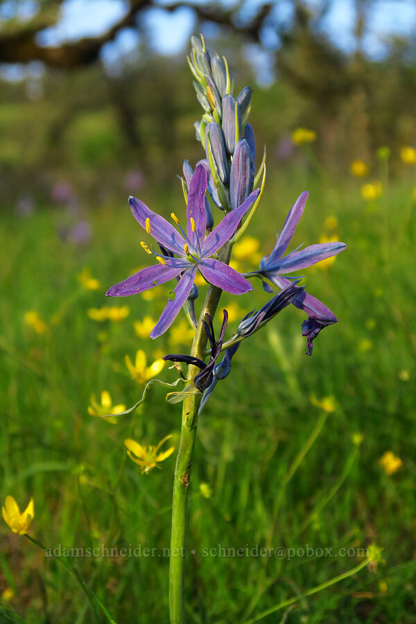 camas & buttercups (Camassia leichtlinii ssp. suksdorfii, Ranunculus occidentalis) [Mount Pisgah, Lane County, Oregon]