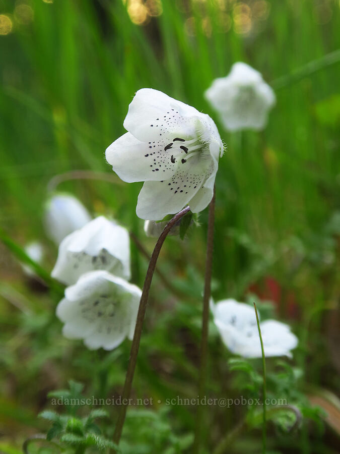 baby-blue-eyes (Nemophila menziesii var. atomaria) [Mount Pisgah, Lane County, Oregon]