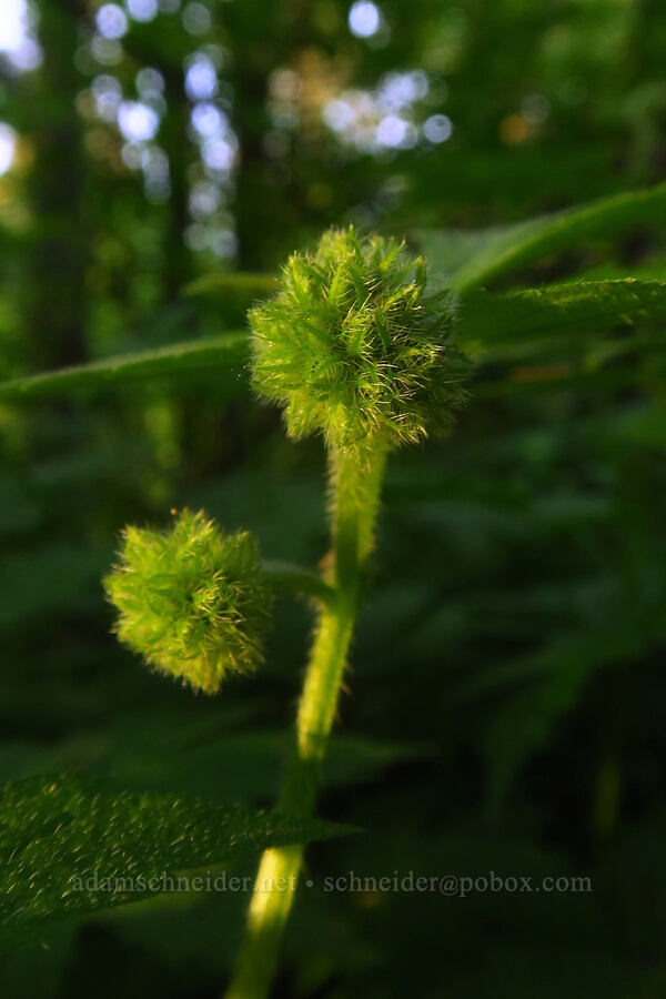 Pacific waterleaf, budding (Hydrophyllum tenuipes) [Mount Pisgah, Lane County, Oregon]