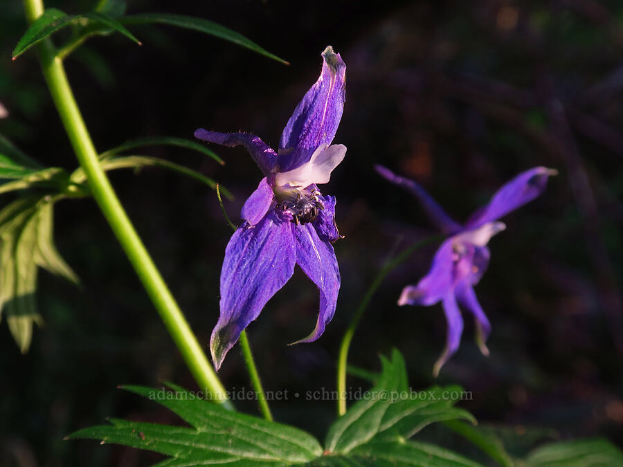 Columbian larkspur (Delphinium trolliifolium) [Mount Pisgah, Lane County, Oregon]