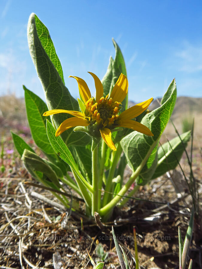 stunted Carey's balsamroot (Balsamorhiza careyana) [Spring Basin Wilderness, Wheeler County, Oregon]