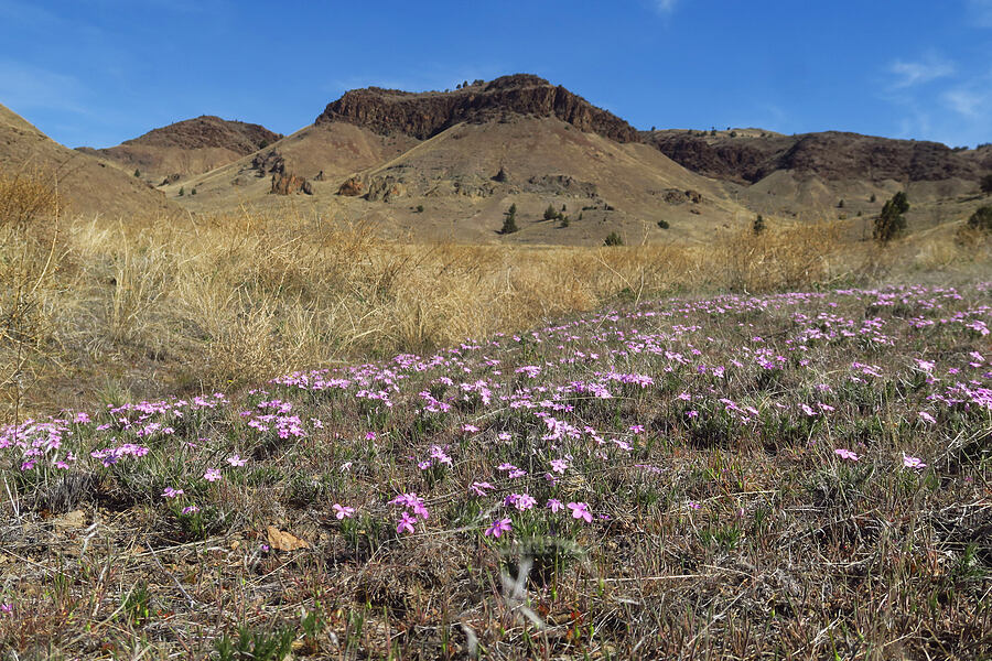 phlox (Phlox sp.) [Spring Basin Wilderness, Wheeler County, Oregon]