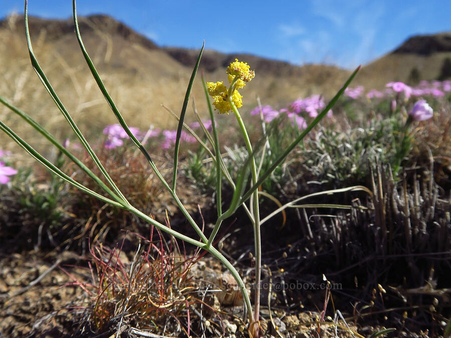 nine-leaf desert parsley (Lomatium triternatum) [Spring Basin Wilderness, Wheeler County, Oregon]