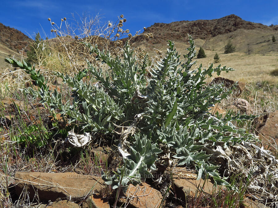 wavy-leaf thistle (Cirsium undulatum) [Spring Basin Wilderness, Wheeler County, Oregon]