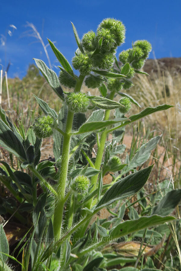 varied-leaf phacelia (Phacelia heterophylla) [Spring Basin Wilderness, Wheeler County, Oregon]