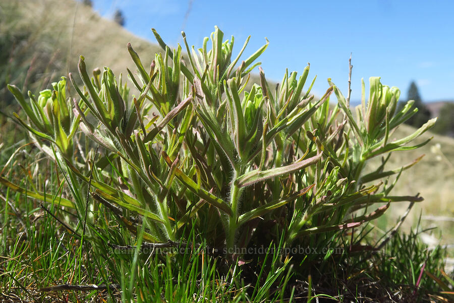 yellow-hair paintbrush (Castilleja xanthotricha) [Spring Basin Wilderness, Wheeler County, Oregon]