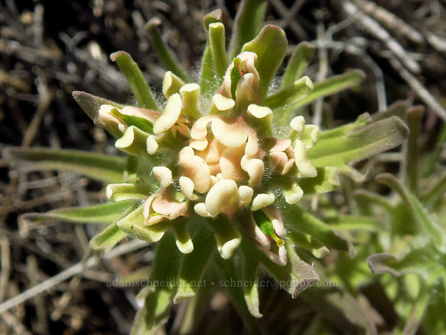 yellow-hair paintbrush (Castilleja xanthotricha) [Spring Basin Wilderness, Wheeler County, Oregon]
