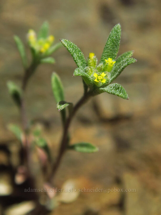 pale alyssum (Alyssum alyssoides) [Spring Basin Wilderness, Wheeler County, Oregon]
