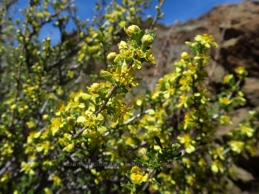 antelope bitter-brush (Purshia tridentata) [Spring Basin Wilderness, Wheeler County, Oregon]