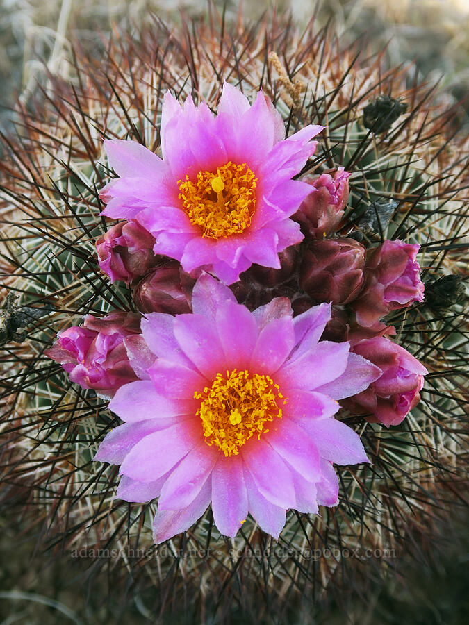 black-spined snowball cactus (Pediocactus nigrispinus (Pediocactus simpsonii var. robustior)) [Spring Basin Wilderness, Wheeler County, Oregon]