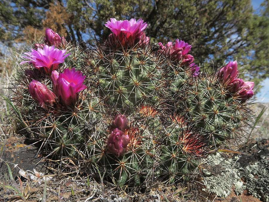 black-spined snowball cactus (Pediocactus nigrispinus (Pediocactus simpsonii var. robustior)) [Spring Basin Wilderness, Wheeler County, Oregon]