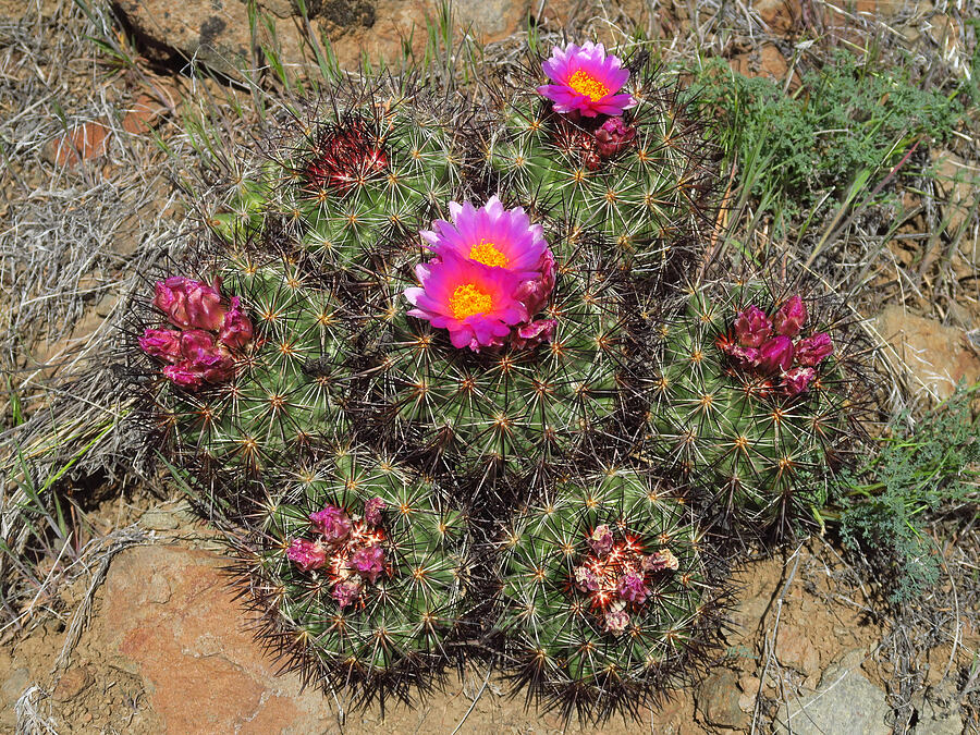 black-spined snowball cactus (Pediocactus nigrispinus (Pediocactus simpsonii var. robustior)) [Spring Basin Wilderness, Wheeler County, Oregon]