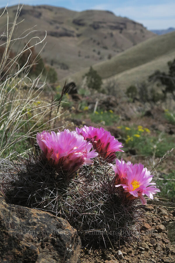 black-spined snowball cactus (Pediocactus nigrispinus (Pediocactus simpsonii var. robustior)) [Spring Basin Wilderness, Wheeler County, Oregon]