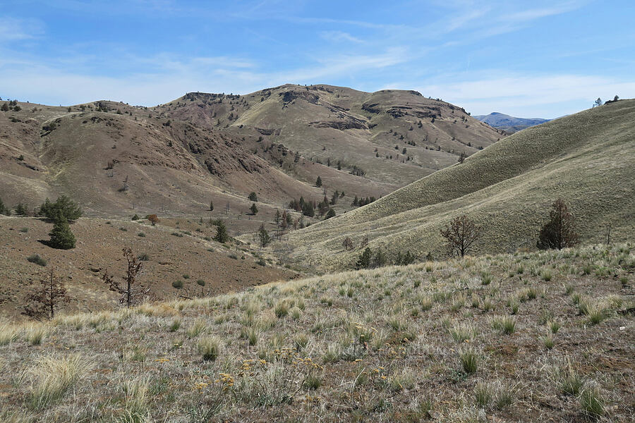 Spring Basin Canyon & Horse Mountain [Spring Basin Wilderness, Wheeler County, Oregon]