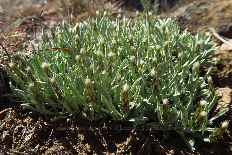 low pussy-toes (pistillate/female flowers) (Antennaria dimorpha) [Spring Basin Wilderness, Wheeler County, Oregon]