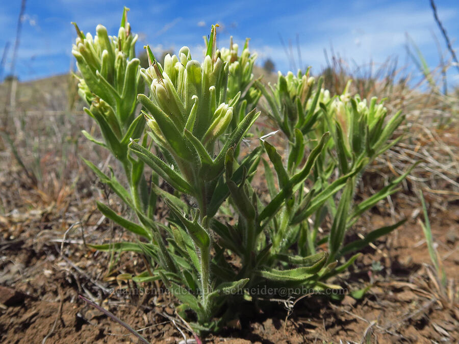 yellow-hair paintbrush (Castilleja xanthotricha) [Spring Basin Wilderness, Wheeler County, Oregon]