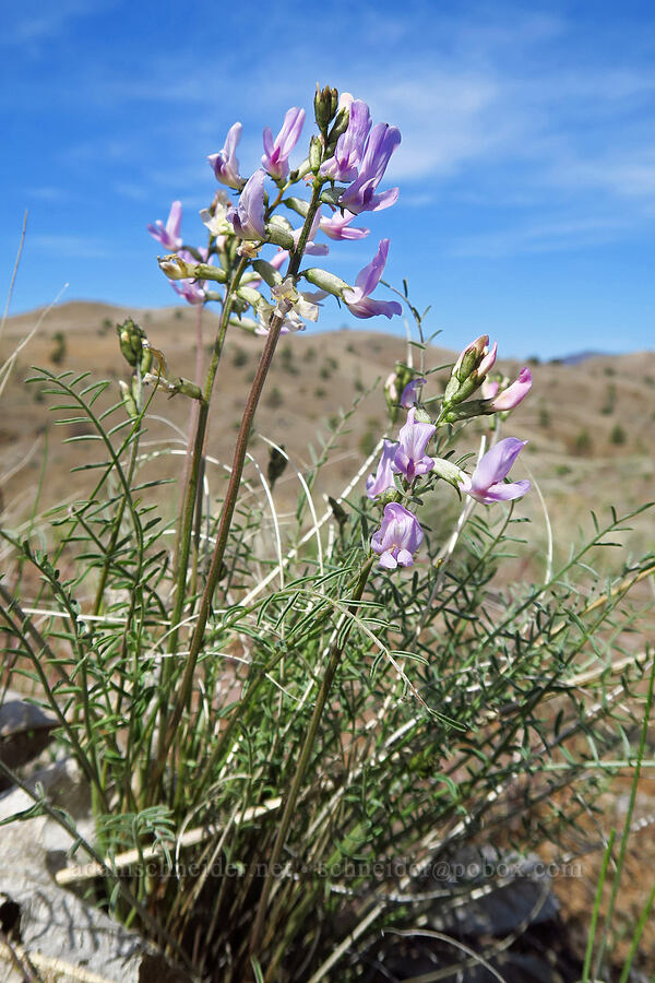 Idaho milk-vetch (Astragalus conjunctus) [Spring Basin Wilderness, Wheeler County, Oregon]