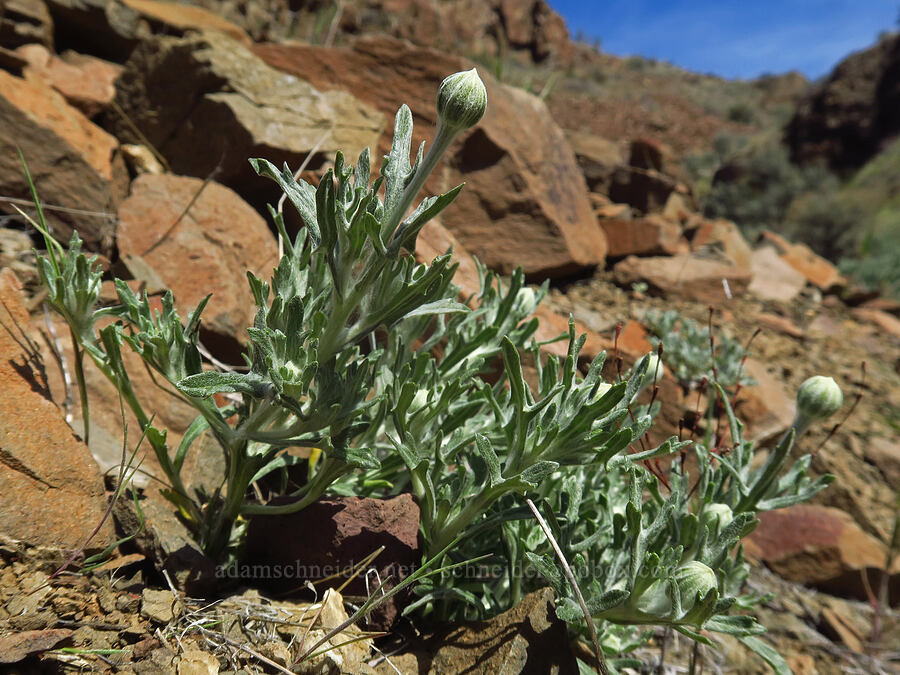 Oregon sunshine, budding (Eriophyllum lanatum) [Spring Basin Wilderness, Wheeler County, Oregon]