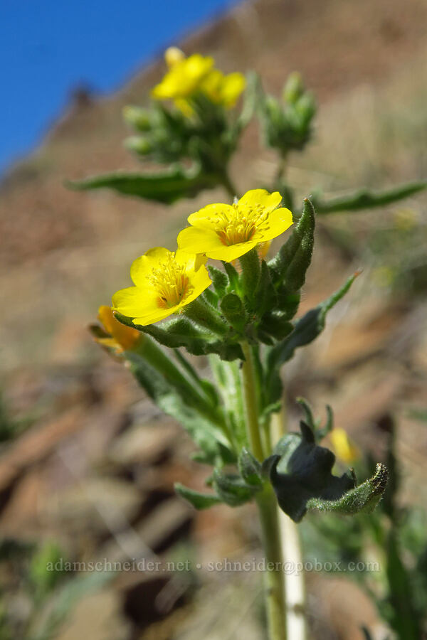 white-stem blazing-star (Mentzelia albicaulis) [Spring Basin Wilderness, Wheeler County, Oregon]