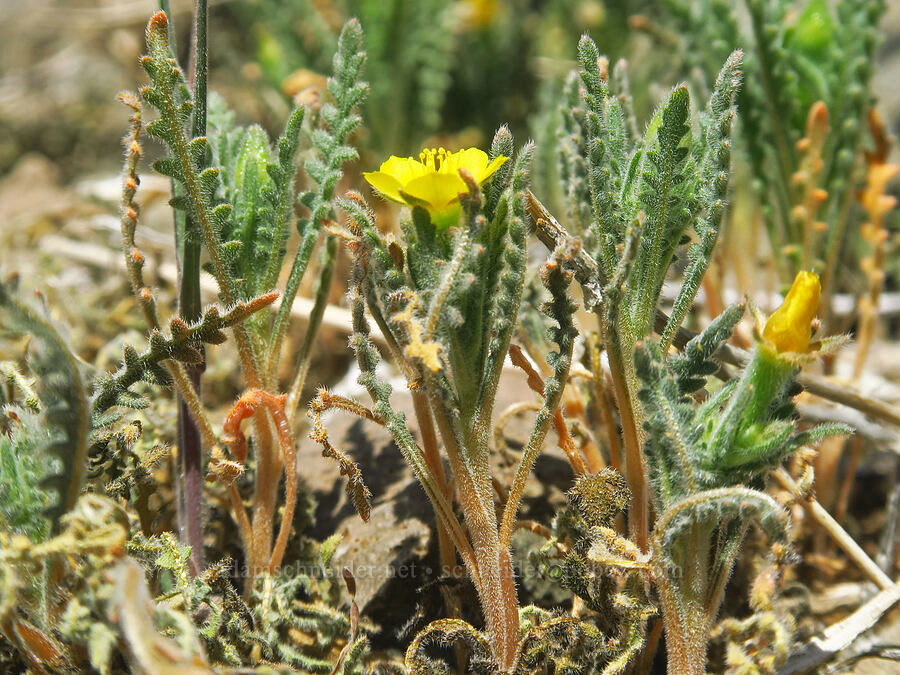 white-stem blazing-star (Mentzelia albicaulis) [Spring Basin Wilderness, Wheeler County, Oregon]