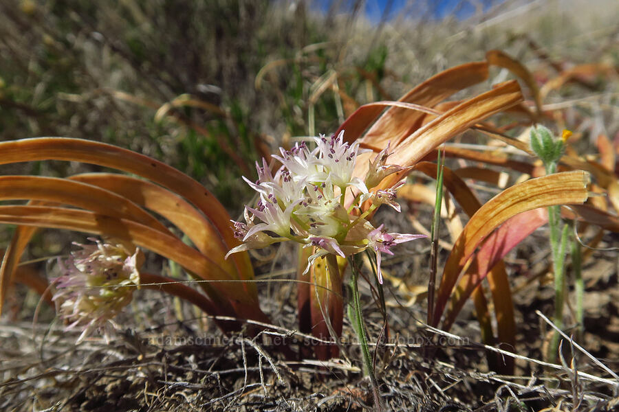 Tolmie's onion (Allium tolmiei var. tolmiei) [north of Clarno, Wasco County, Oregon]