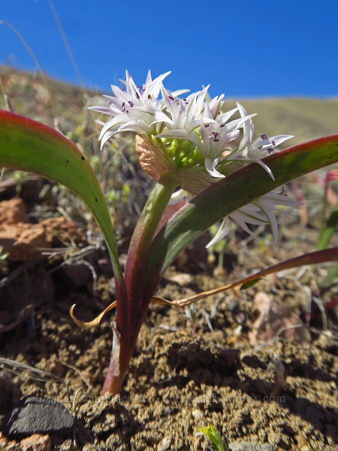 Tolmie's onion (Allium tolmiei var. tolmiei) [north of Clarno, Wasco County, Oregon]