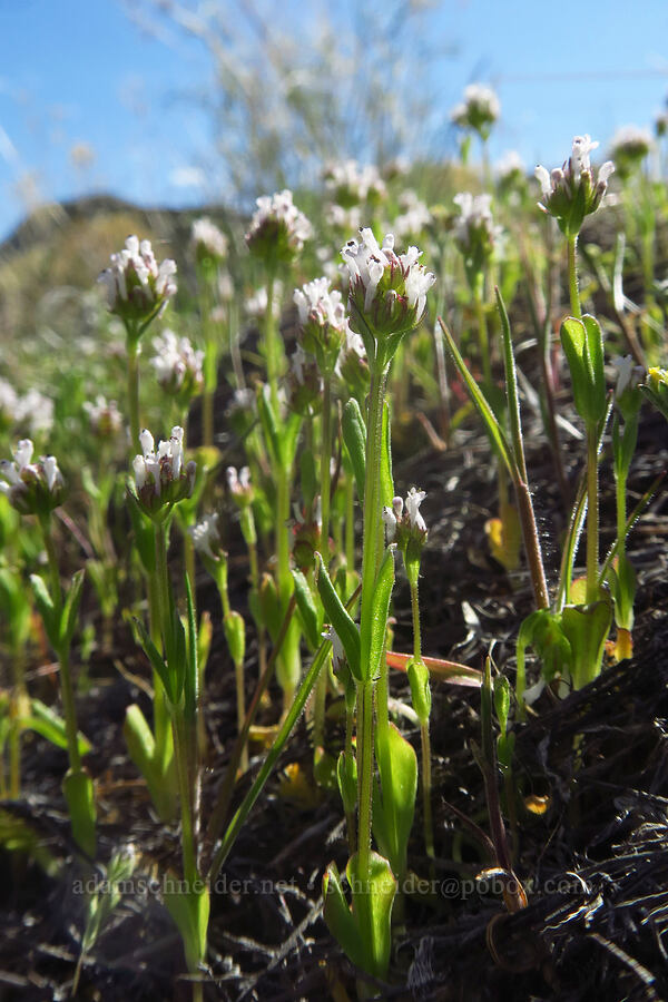 white plectritis (Plectritis macrocera) [north of Clarno, Wasco County, Oregon]