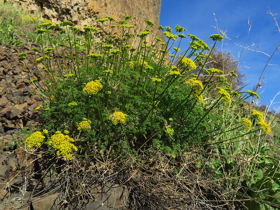 aromatic spring parsley (turpentine cymopterus) (Cymopterus terebinthinus var. terebinthinus (Pteryxia terebinthina)) [Upper Deschutes Access Road, Wasco County, Oregon]