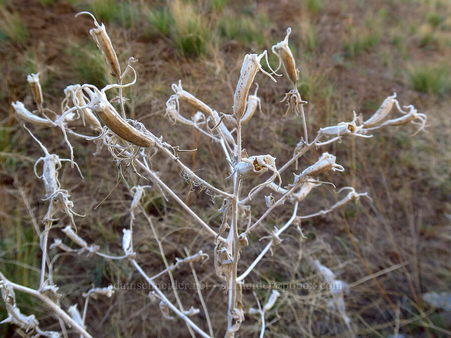 last year's smooth-stem blazing star (Mentzelia laevicaulis) [BLM Criterion Tract, Wasco County, Oregon]
