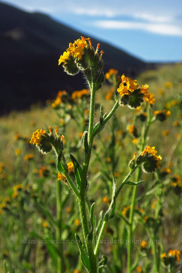 fiddleneck (Amsinckia sp.) [BLM Criterion Tract, Wasco County, Oregon]