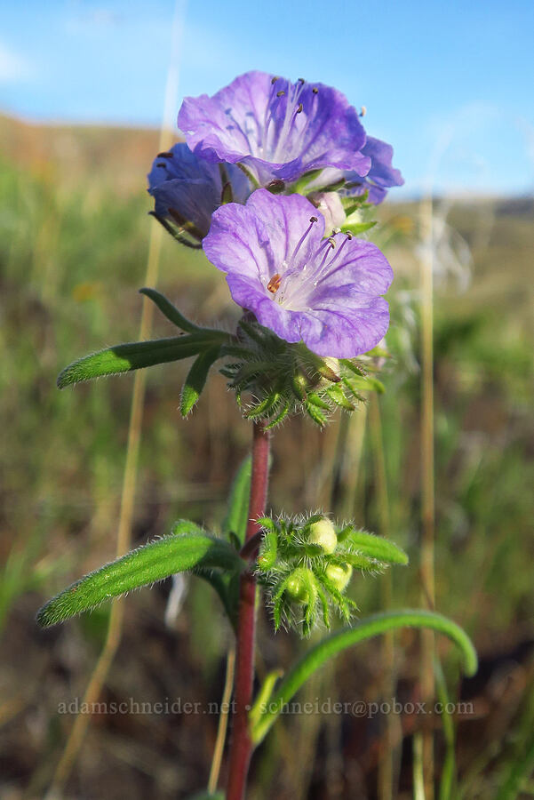 thread-leaf phacelia (Phacelia linearis) [BLM Criterion Tract, Wasco County, Oregon]
