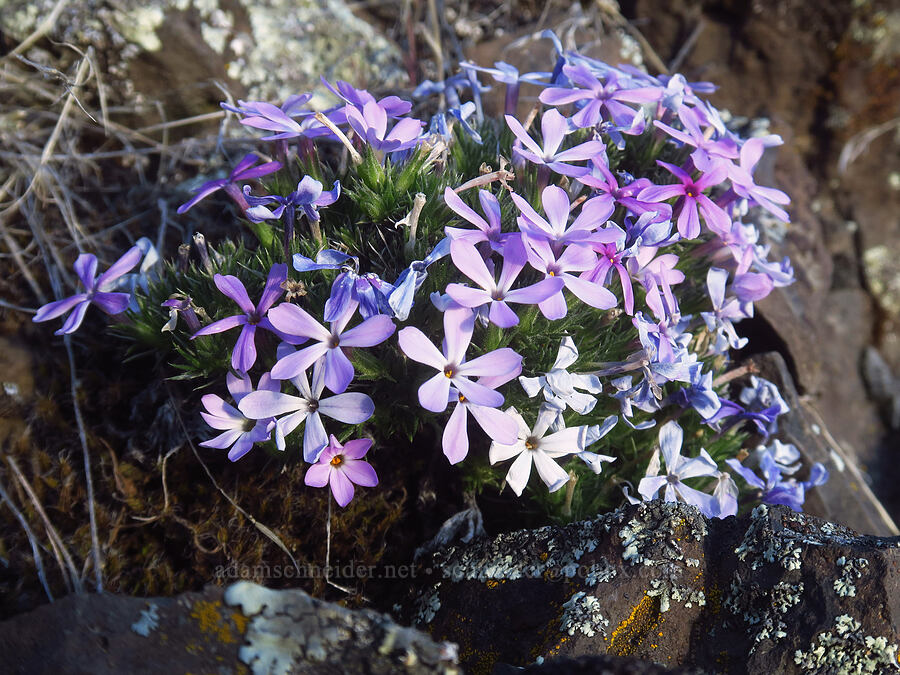 Douglas' phlox (Phlox douglasii (Phlox caespitosa)) [BLM Criterion Tract, Wasco County, Oregon]