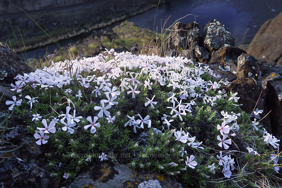Douglas' phlox (Phlox douglasii (Phlox caespitosa)) [BLM Criterion Tract, Wasco County, Oregon]