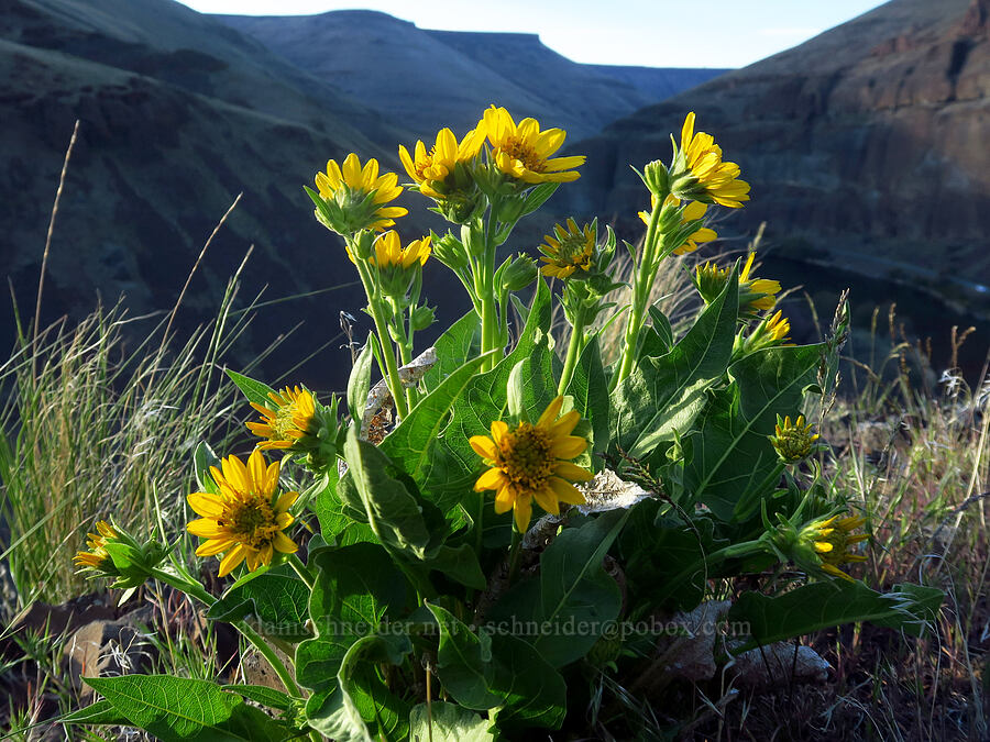 Carey's balsamroot (Balsamorhiza careyana) [BLM Criterion Tract, Wasco County, Oregon]