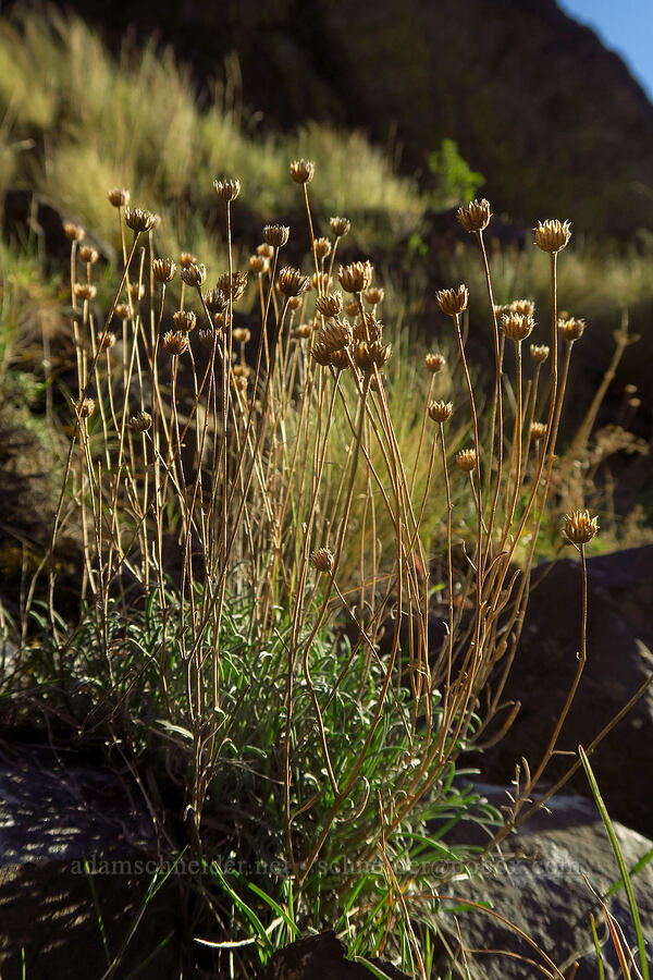 last year's yellow fleabane heads (Erigeron linearis) [BLM Criterion Tract, Wasco County, Oregon]
