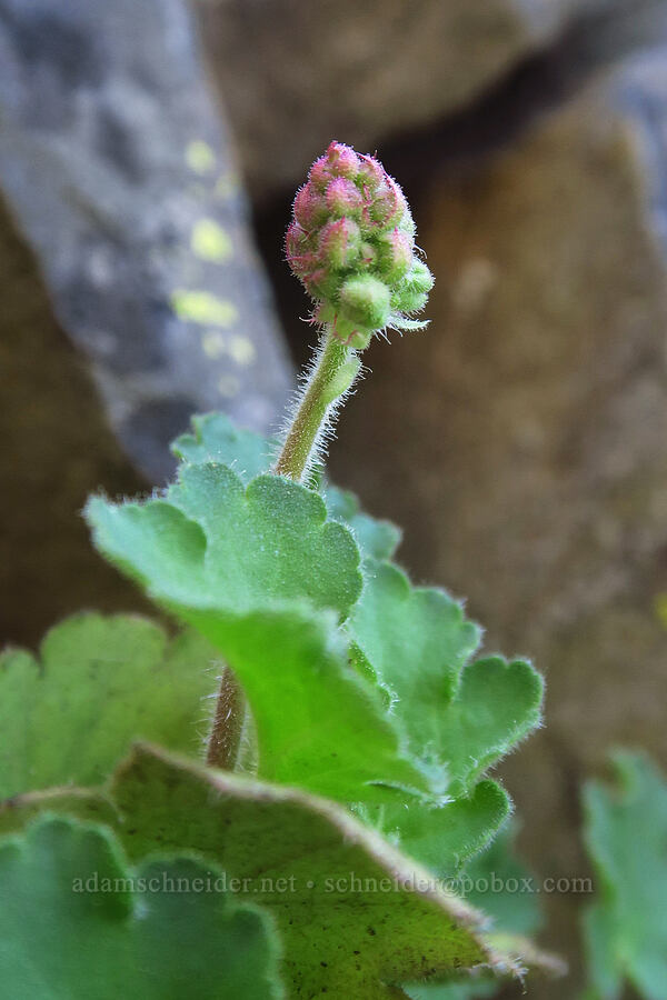 round-leaf alumroot (Heuchera cylindrica) [BLM Criterion Tract, Wasco County, Oregon]