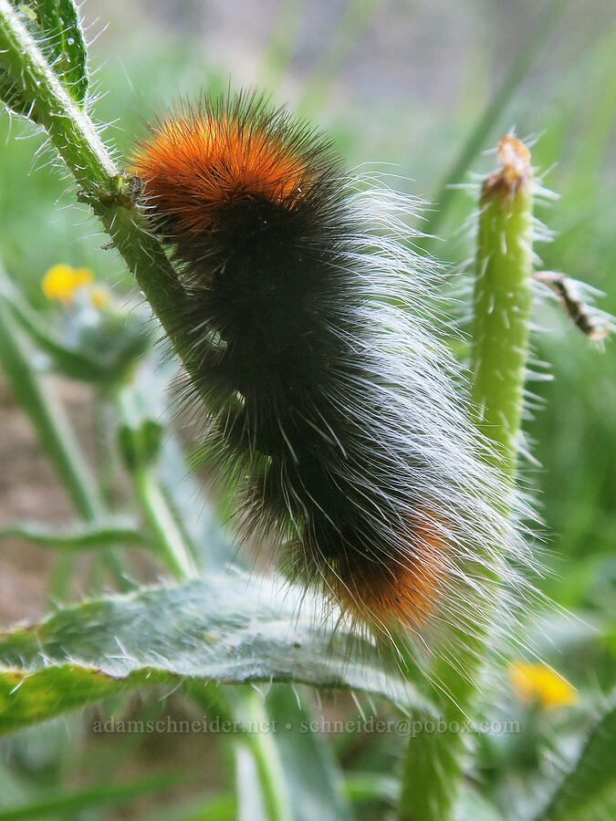 Ranchman's tiger moth caterpillar (Platyprepia virginalis (Arctia virginalis)) [Upper Deschutes Access Road, Wasco County, Oregon]