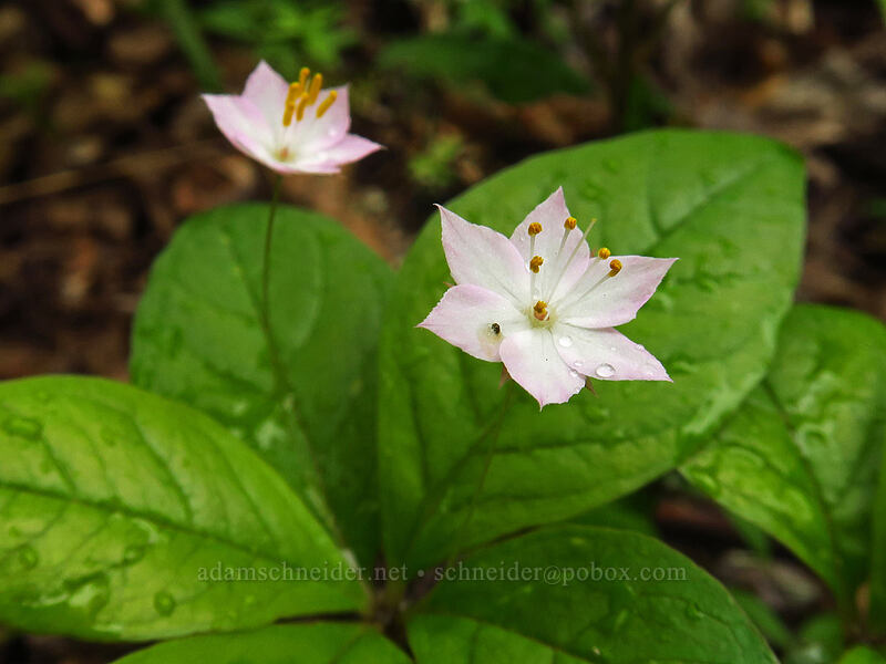 western starflower (Lysimachia latifolia (Trientalis borealis ssp. latifolia)) [Canemah Bluff Nature Park, Oregon City, Clackamas County, Oregon]