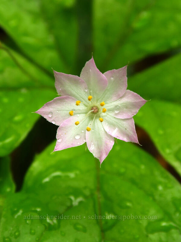 western starflower, with 8 petals (Lysimachia latifolia (Trientalis borealis ssp. latifolia)) [Canemah Bluff Nature Park, Oregon City, Clackamas County, Oregon]