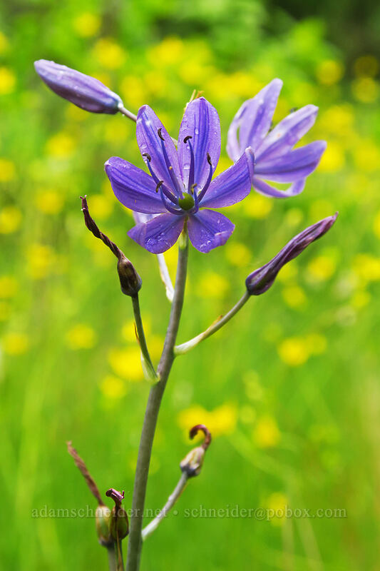 great camas (Camassia leichtlinii ssp. suksdorfii) [Canemah Bluff Nature Park, Oregon City, Clackamas County, Oregon]