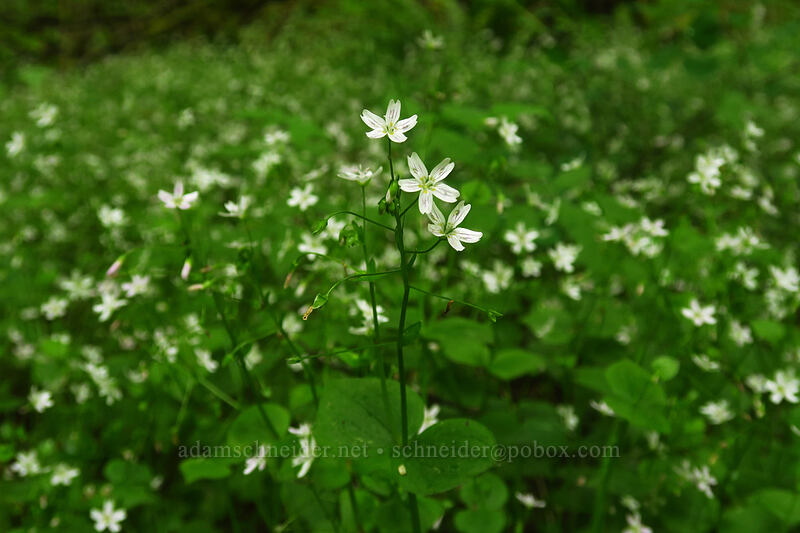 candyflower (Claytonia sibirica (Montia sibirica)) [Canemah Bluff Nature Park, Oregon City, Clackamas County, Oregon]