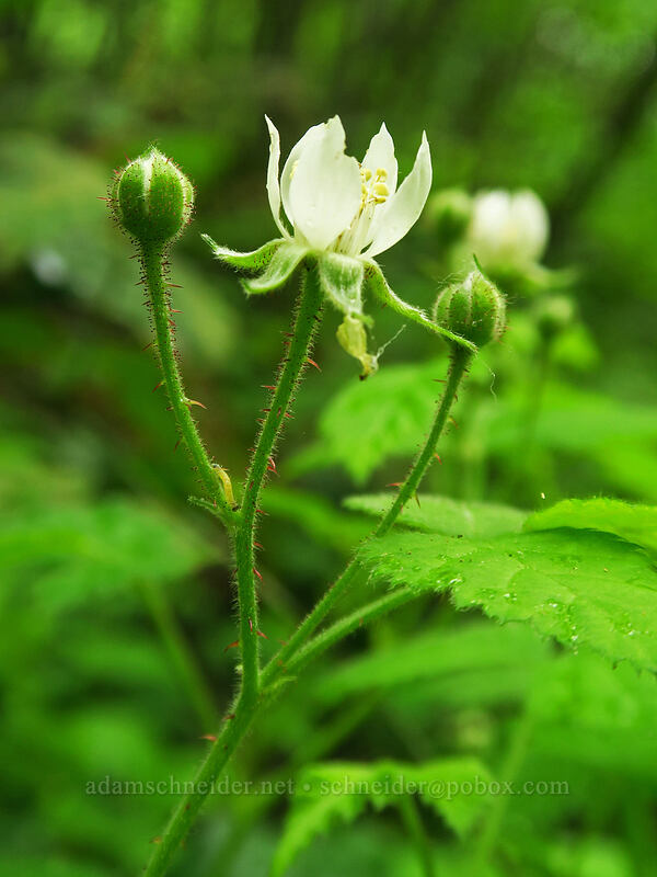 trailing blackberry flowers (Rubus ursinus) [Canemah Bluff Nature Park, Oregon City, Clackamas County, Oregon]