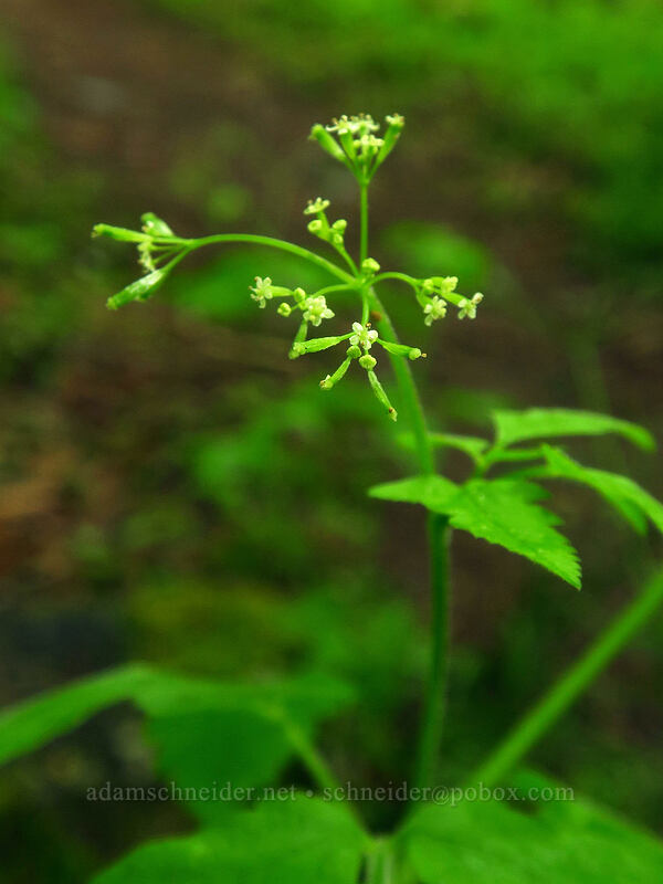 mountain sweet-cicely (Osmorhiza berteroi) [Canemah Bluff Nature Park, Oregon City, Clackamas County, Oregon]