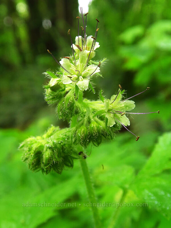 Pacific waterleaf (Hydrophyllum tenuipes) [Canemah Bluff Nature Park, Oregon City, Clackamas County, Oregon]