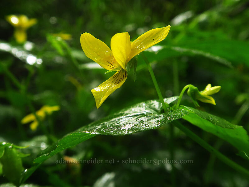 pioneer violet (Viola glabella) [Canemah Bluff Nature Park, Oregon City, Clackamas County, Oregon]